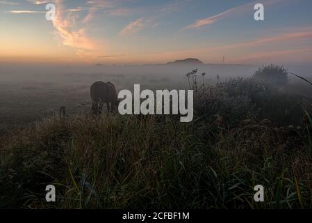 Cavallo in un pascolo una mattina nebbiosa prima dell'alba, Holl Danimarca, 14 agosto 2020 Foto Stock