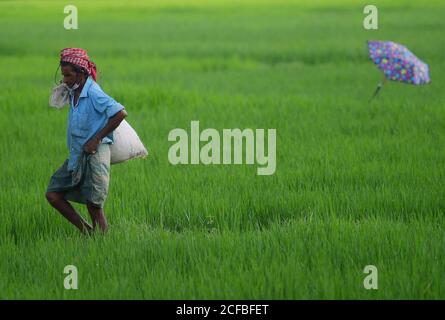 I contadini tribali lavorano al sole caldo utilizzando ombrelloni, nella periferia di Agartala, Tripura, India. Foto Stock