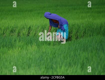 I contadini tribali lavorano al sole caldo utilizzando ombrelloni, nella periferia di Agartala, Tripura, India. Foto Stock