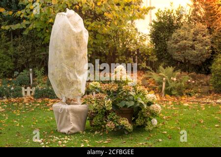 L'albero in vaso è avvolto in pile per l'inverno. Lavori autunnali in giardino. Foto Stock