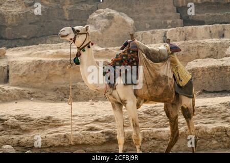 Un cammello in piedi legato accanto a una piramide dentro Giza Foto Stock