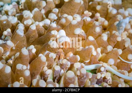 Gamberetti di corallo di funghi, corallicola di Hamopontonia e pesce di corallo di funghi, nigroleatus di Siokunichthys su corallo di funghi, Heliofungia actiniformis, Foto Stock