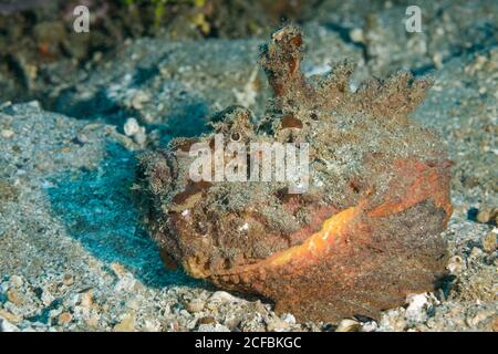 Stonefish estuarine, Synanceia horrida, Ambon, Indonesia, Mare di banda Foto Stock