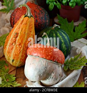 Verdure autunnali. Raccolta di zucche. Composizione per la celebrazione di Halloween. Foto Stock