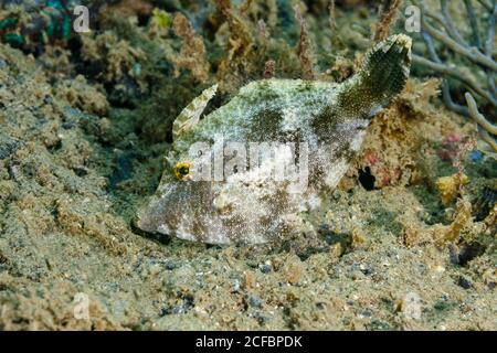 Strapweed Filefish, pseudomonacanthus macrurus, Ambon, Indonesia, Mare di banda, Foto Stock