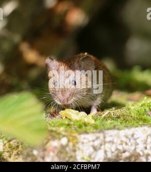 Bank vole (Myodes glareolus) Foto Stock