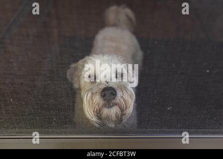Cane del terrier del wheaten che guarda fuori attraverso una porta dello schermo dall'interno. Foto Stock