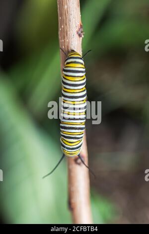 Primo piano di un monarca caterpillar che sale su un bastone. Foto Stock