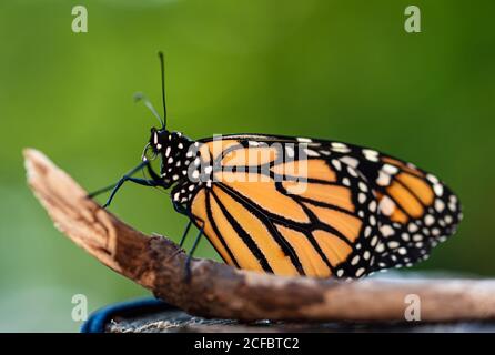 Primo piano di una farfalla monarca arancione che poggia su un bastone. Foto Stock