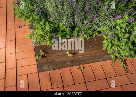 Sollevate i letti in un giardino urbano la coltivazione di piante fiori, erbe aromatiche spezie e frutti di bosco Foto Stock