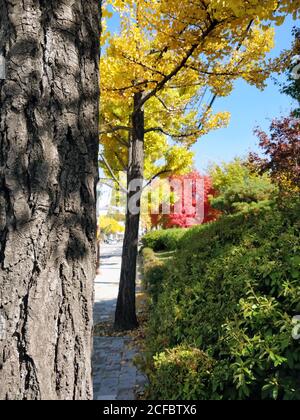 Tre tipi di piantagioni colorate riempiono una strada. Questi alberi includono alberi di ginkgo rossi e gialli Foto Stock