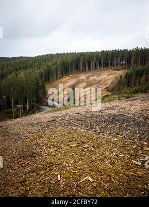 Danni alle foreste dovuti a siccità, barbabietole e tempeste Foto Stock