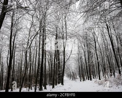 Sentiero forestale attraverso la faggeta nella neve Foto Stock