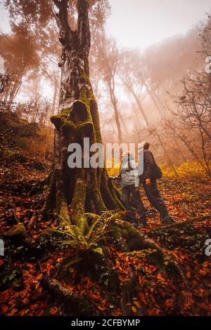 Coppia a piedi e contemplare un grande albero su una foresta con colori autunnali tra nebbia Foto Stock