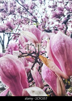 Fioritura di alberi di magnolia in Central Park, Manhattan, New York City Foto Stock