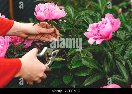 Mani donna con forbici floreali e taglio fresco fiore di pony rosa in giardino per bouquet. Peonie cespuglio dopo la pioggia. Concetto di hobby di giardinaggio e. Foto Stock