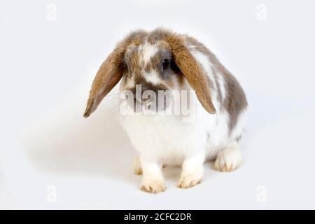 Tricolore LOP-eared coniglio adulto contro uno sfondo bianco Foto Stock