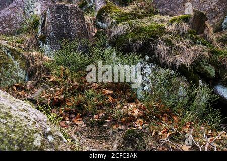 Da sopra tortuoso radici di legno coni e rocce sparse su Terreno nella foresta della Polonia meridionale di giorno Foto Stock