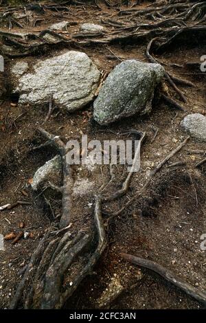 Da sopra tortuoso radici di legno coni e rocce sparse su Terreno nella foresta della Polonia meridionale di giorno Foto Stock