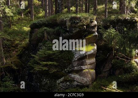 Rocce accatastate coperte di erba verde e tronchi di alberi in crescita In estate foresta nel sud della Polonia Foto Stock