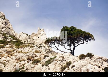 Da sotto pittoresca vista del massiccio delle Calanques con rocce calcaree Erba verde e alberi che crescono in cima in Francia Europa Foto Stock