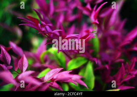 Fiori vari che crescono in giardino Foto Stock