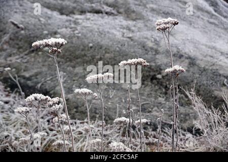 Fiori di campo ricoperti di gelo in bianco prato freddo su sfondo sfocato nella foresta Foto Stock