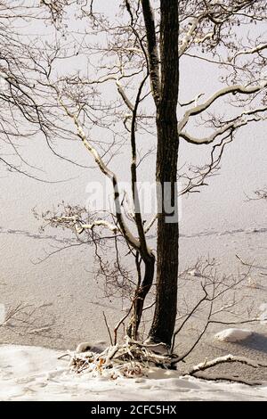 Alberi sottili senza foglie che crescono su un terreno nevoso di inverno freddo Giorno in natura in Norvegia Foto Stock