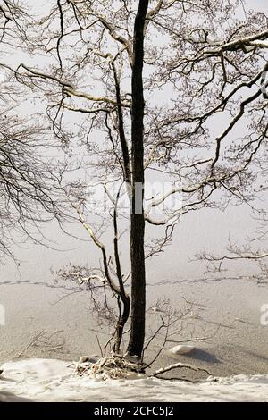 Alberi sottili senza foglie che crescono su un terreno nevoso di inverno freddo Giorno in natura in Norvegia Foto Stock