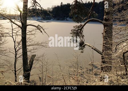 Alberi sottili senza foglie che crescono su un terreno nevoso di inverno freddo Giorno in natura in Norvegia Foto Stock