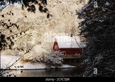 Accogliente casa di campagna di colore rosso sulla riva del fiume remoto circondato da bianchi alberi gelosi in boschi invernali Foto Stock