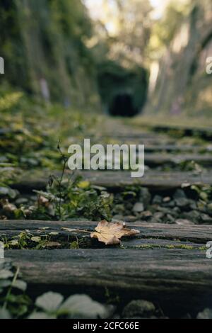 Piccola foglia secca di acero che giace su traversina di legno vecchio di ferrovia abbandonata Foto Stock