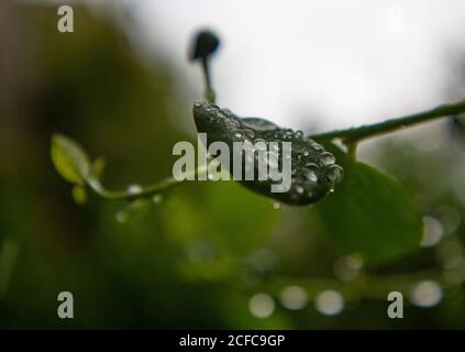 Foglia verde coperta di gocce d'acqua dopo la pioggia estiva Foto Stock