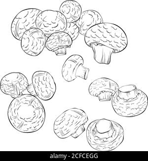 Set di funghi champignons in linea stile art. Illustrazione vettoriale isolata su sfondo bianco. Schizzo a fungo commestibile. Elementi decorativi forestali. Disegno, libro di cucina, stampa, libro da colorare Illustrazione Vettoriale