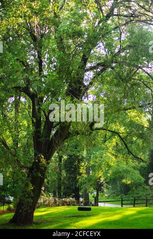 Immagine full frame di un albero idilliaco in un'ora d'oro di luce solare in un prato erboso. Un'oscillazione vecchio stile del pneumatico pende da un ramo. Foto Stock