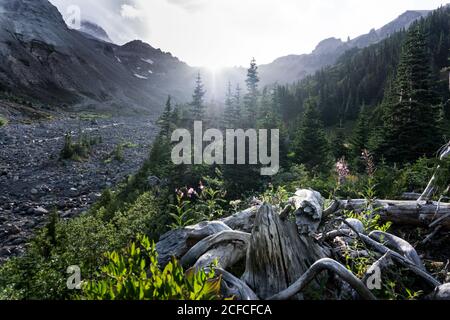 Il sole del tardo pomeriggio splende attraverso gli alberi con i morti testurizzati legno e fauna selvatica in primo piano Foto Stock