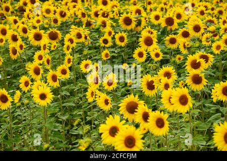 un campo pieno di bellissimi girasoli in fiore Foto Stock