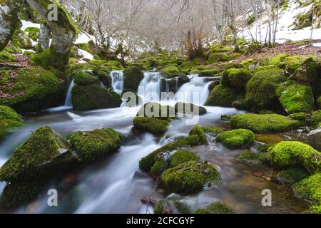 Stretto fiume di montagna che corre tra rocce in muschio verde nella foresta invernale a Leon, Spagna