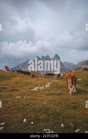 Lone mucca marrone e bianca in piedi sul pascolo e guardando a macchina fotografica su sfondo stupefacente delle alte montagne grigie dentro Dolomiti durante il tempo Foto Stock