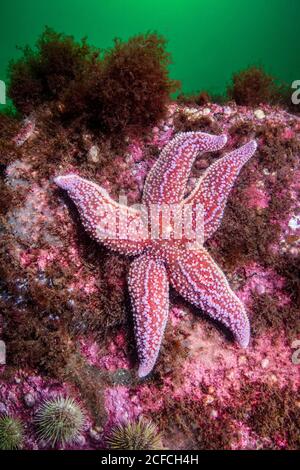 Northern Seastar, Asterias rubens; precedentemente conosciuto come (Asterias vulgaris), Golfo del Maine, Rockport, Massachusetts, Stati Uniti, Oceano Atlantico Foto Stock