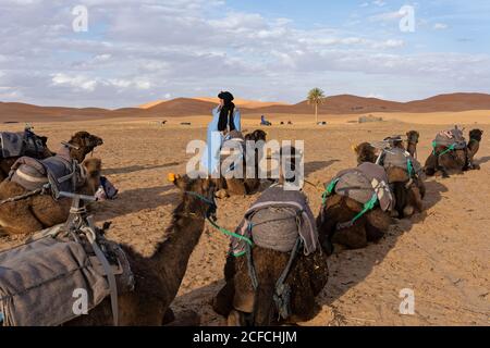 Passeggiate in cammello, Hotel Kasbah Tombouktu, dune di sabbia di Merzouga, Marocco, turisti, animali, mammiferi Foto Stock