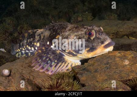 Shorthorn Sculpin, Myoxocephalus scorpius, Deer Island, New Brunswick, Canada, Oceano Atlantico Foto Stock