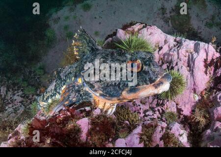 Shorthorn Sculpin, (Myoxocephalus scorpius), Deer Island, New Brunswick, Canada, Oceano Atlantico Foto Stock