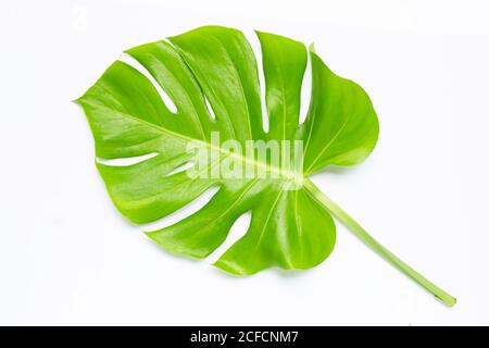 Foglia di pianta di Monstera su bianco. Foto Stock