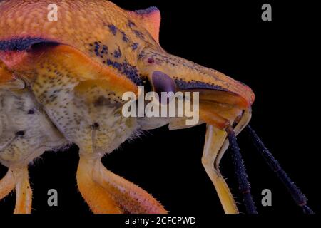 Closeup estrema mosca ingrandita di colore arancione e viola con antenne Foto Stock