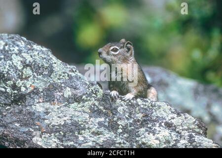 Squirrel (Callospermophilus lateralis), Rocky Mountain National Park Colorado. Dalla trasparenza originale Kodachrome 64. Foto Stock