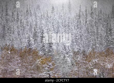 Tranquillo paesaggio invernale canadese con nevicate nella foresta di conifere e. campo con erba gialla Foto Stock