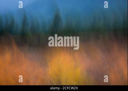 Foresta d'autunno verde e gialla offuscata contro il cielo blu scuro per sfondo astratto naturale Foto Stock