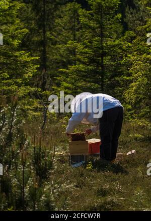 Un apicoltura ai margini della foresta: La vita quotidiana di un apicoltore. Apicoltori ispezionare il nido d'ape. Foto Stock