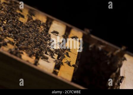Un apicoltura ai margini della foresta: La vita quotidiana di un apicoltore. Api da miele nell'apiario. Foto Stock